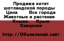 Продажа котят шотландской породы › Цена ­ - - Все города Животные и растения » Кошки   . Крым,Северная